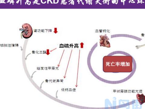 松鼠低血钙症的预防与治疗