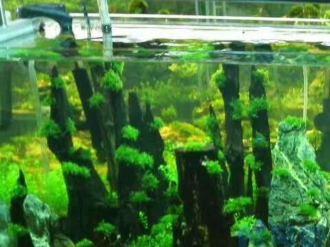 水族箱生物性白浊的原因及解决对策