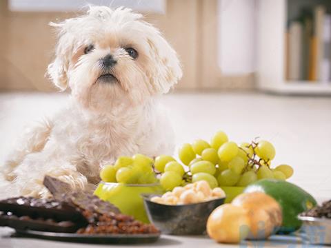 哪些食物不能给可卡犬吃