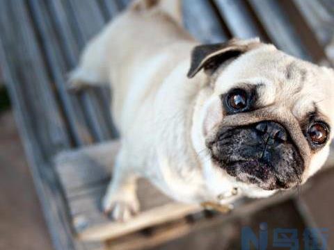 纠正八哥犬厌食毛病