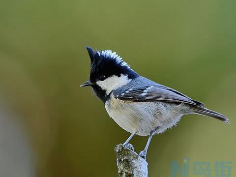 煤山雀的喂食要点