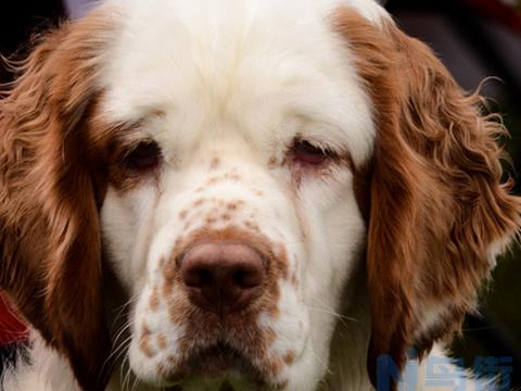 克伦伯猎鹬犬的饲养要点