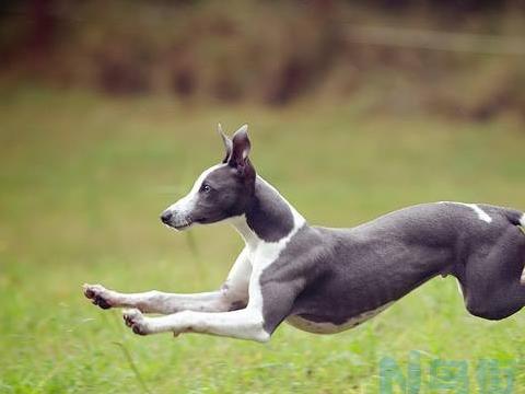 惠比特犬的养护知识