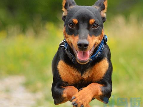 迷你杜宾犬的养护知识