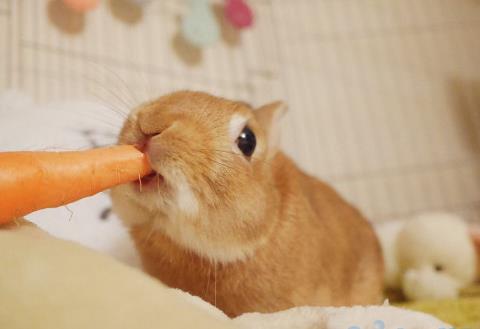 狮子兔的食物选择及喂食方法