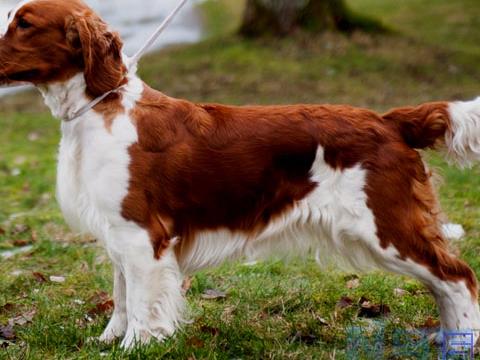 英国雪达犬的饲养要点