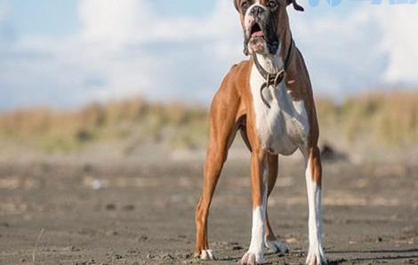 拳师犬的喂食要点