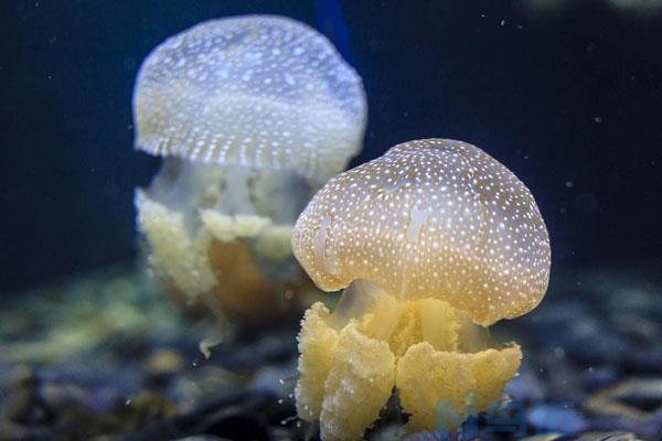 如何控制水族箱的病原微生物