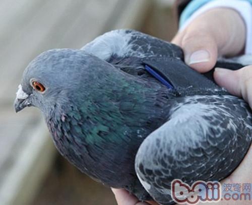 信鸽春夏季节的饲养管理