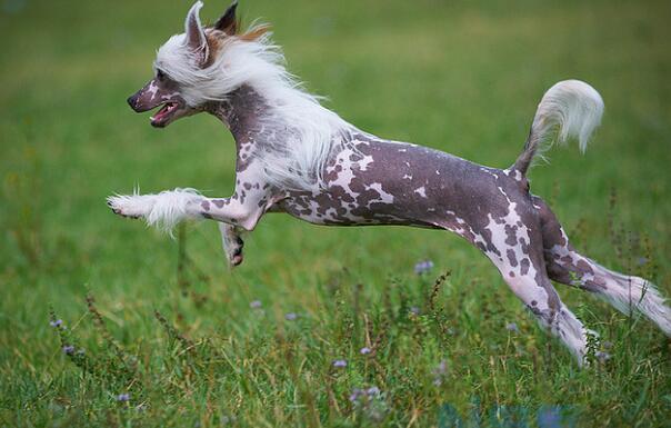 冠毛犬的饲养注意要点