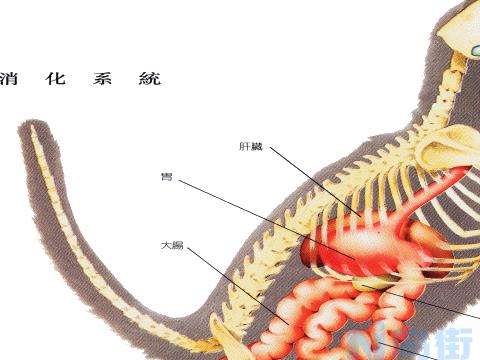 猫咪感觉器官与特殊器官的详细介绍