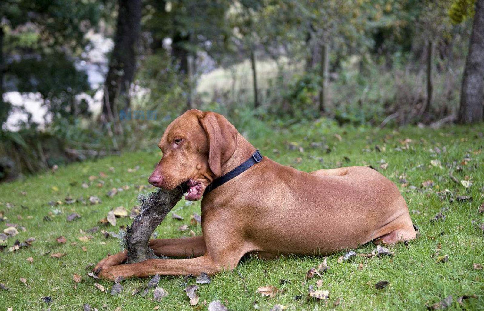 维兹拉犬的饲养要点