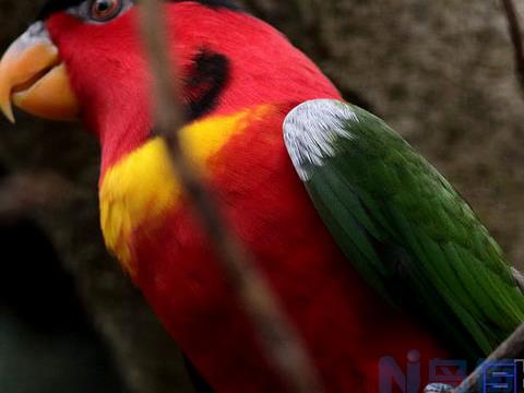 鳞胸吸蜜鹦鹉的饲养知识