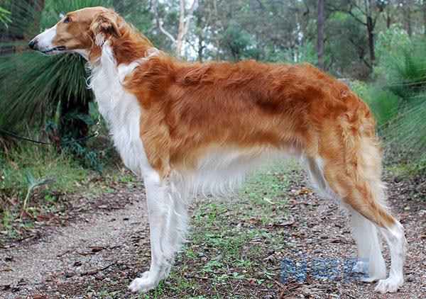 苏俄猎狼犬的形态特征