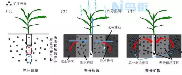 水草吸收养分的原理