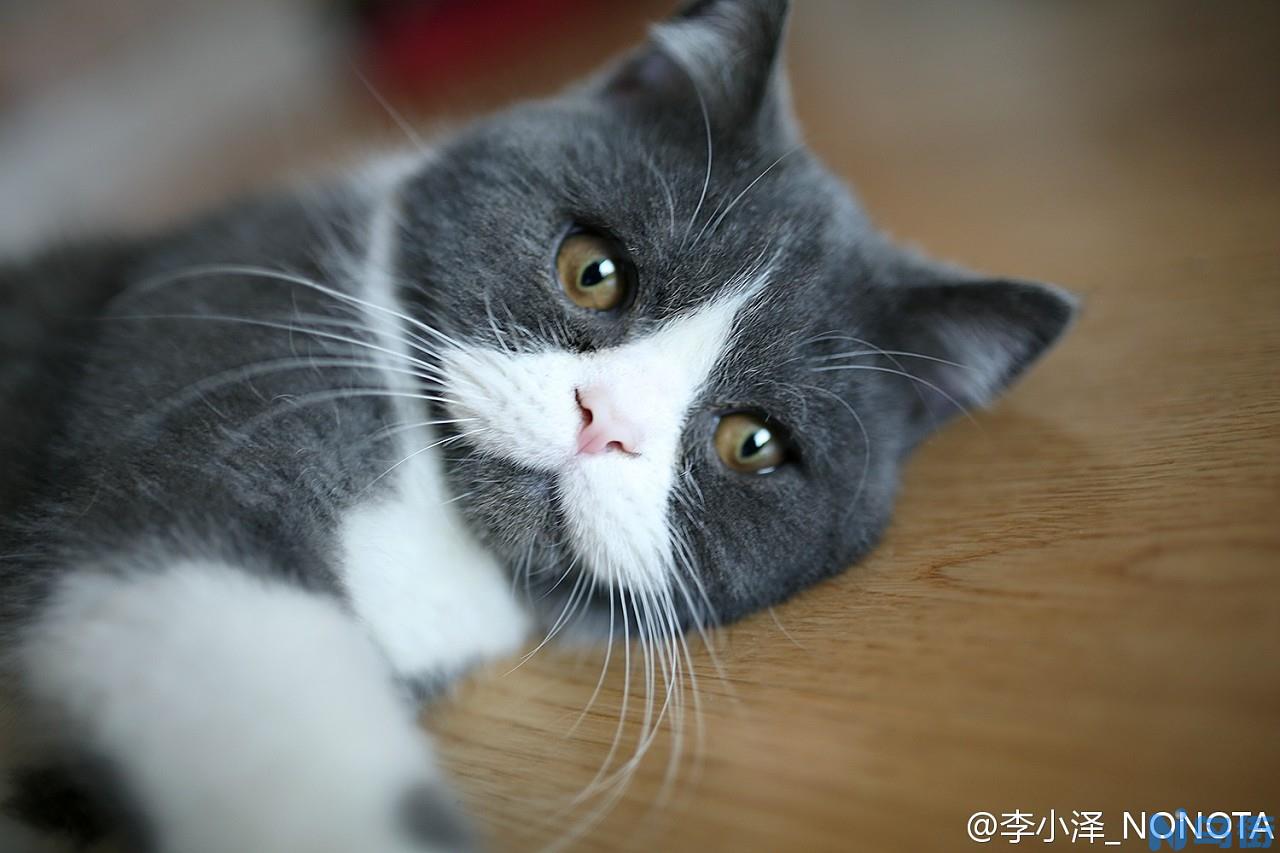 英国短尾猫该如何饲养才健康合理？