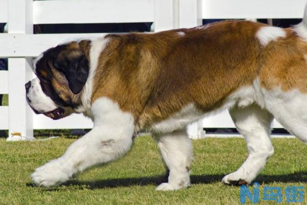 宠物犬圣伯纳的幼犬饲养管理