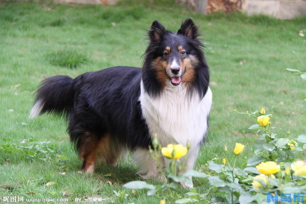 宠物犬喜乐蒂牧羊犬品种简介