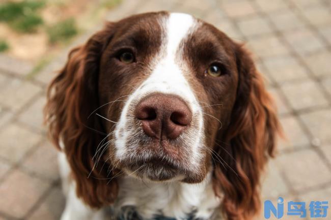 选购时观察英国史宾格犬外貌特点和步态