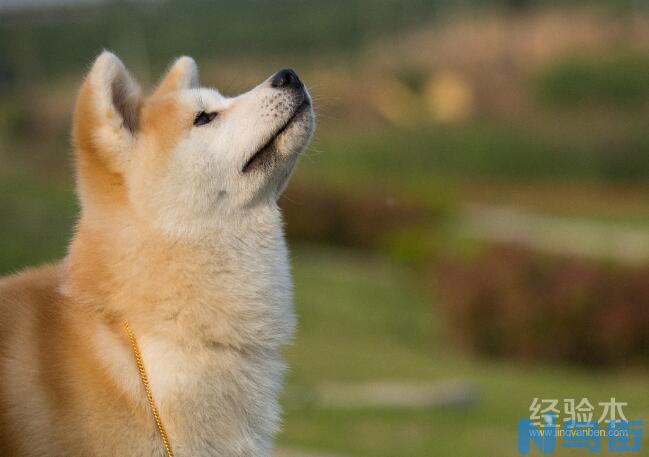 秋田犬换毛期怎样护理？