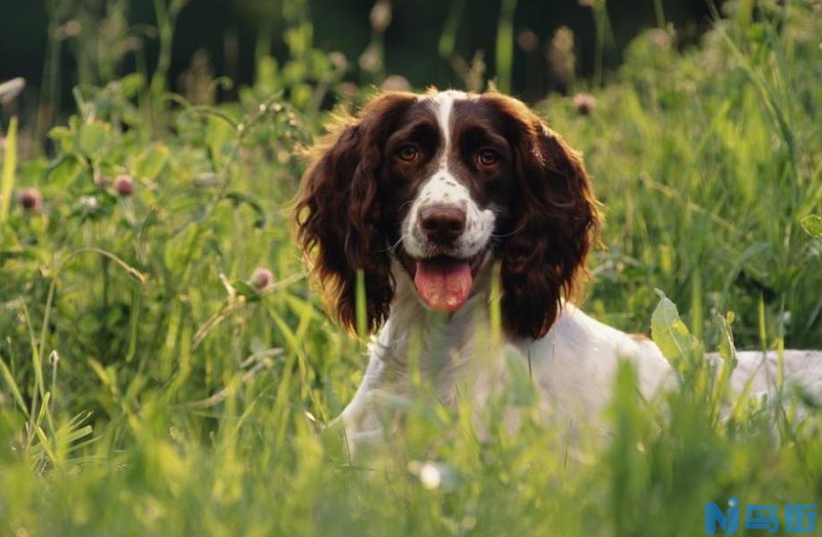 史宾格好养吗？如何喂养英国史宾格犬