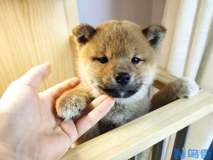 日本柴犬的基本训练方法