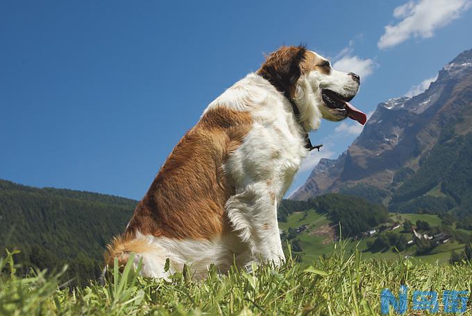 如何挑选纯种的圣伯纳犬