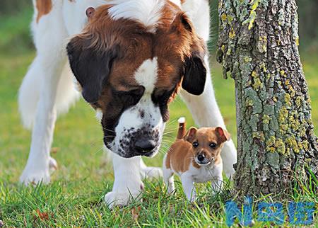 如何通过鼻子呼吸来选购圣伯纳犬