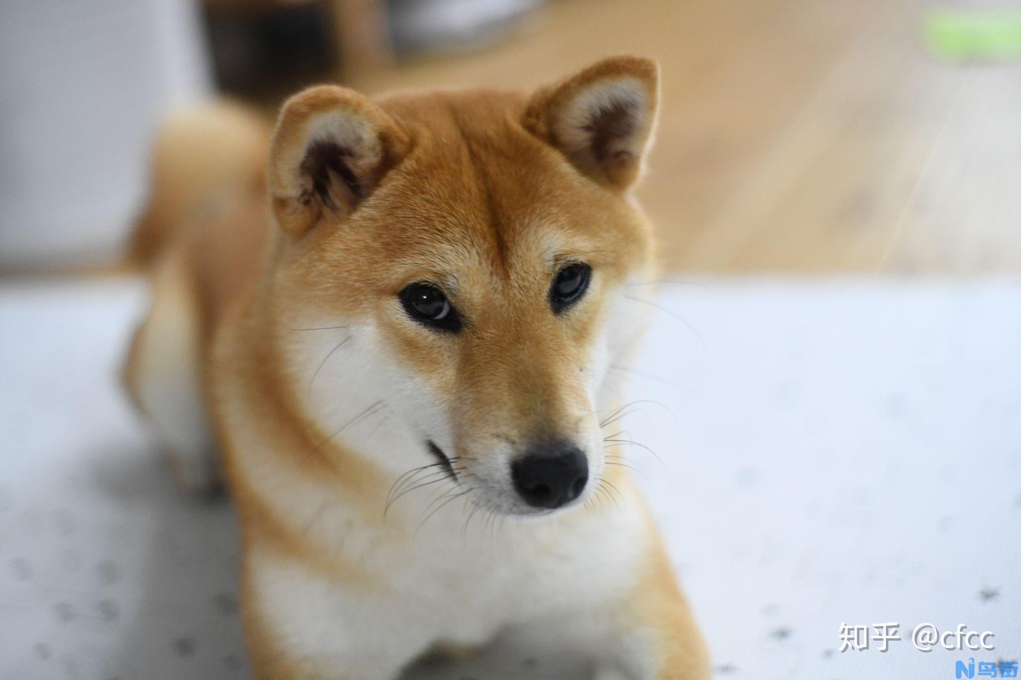 日本柴犬应该如何选购？