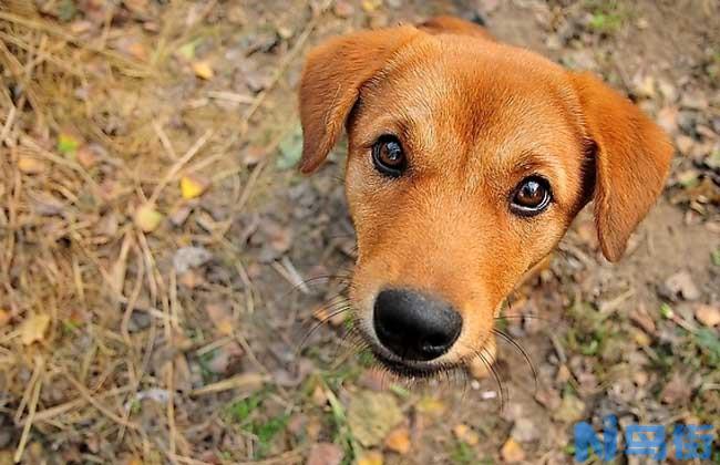 中华田园犬怎么养？土狗好养吗