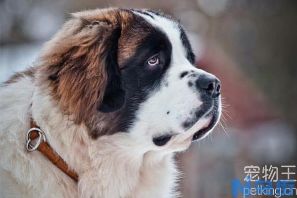 如何训练圣伯纳犬定点大小便