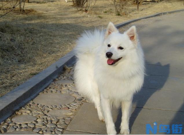 日本银狐犬的选购方法