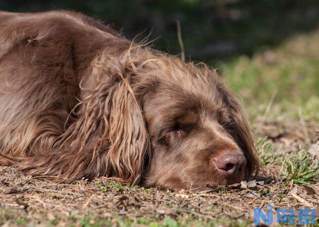 塞式猎犬的形态特征 有非常丰厚的被毛