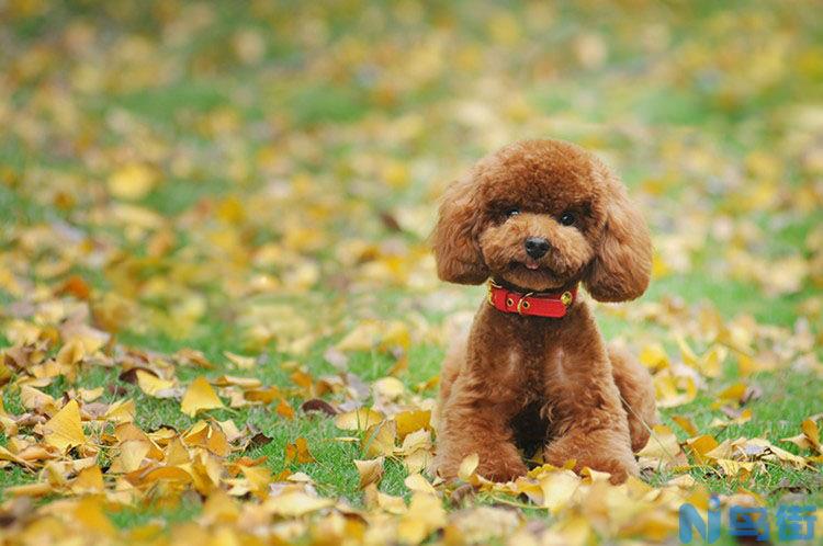 茶杯贵宾犬与泰迪犬有什么区别？