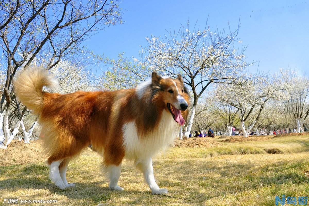 宠物狗被屠论斤卖 牧羊犬金毛等名犬在列