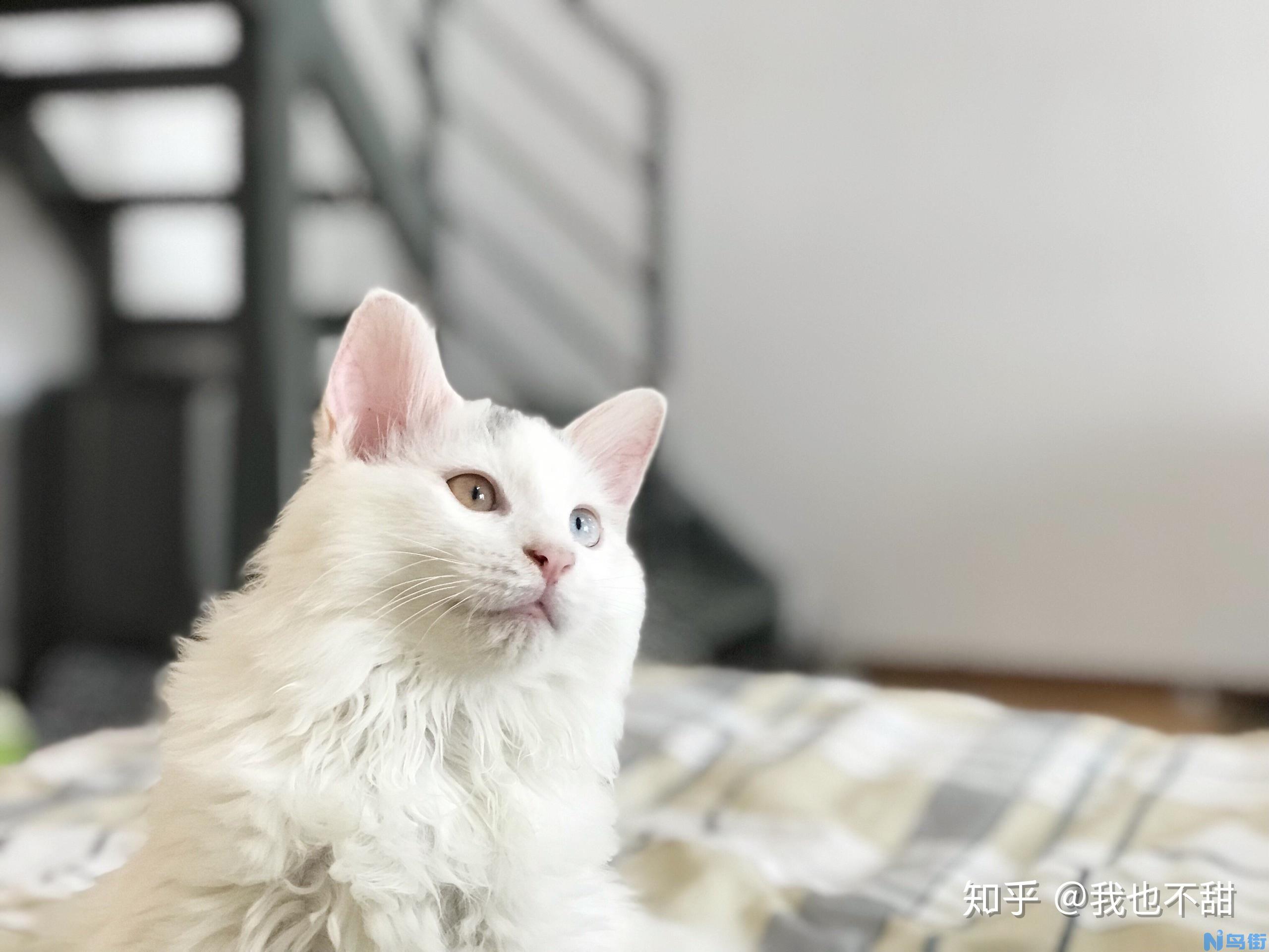 三招让你选出鸳鸯眼山东狮子猫