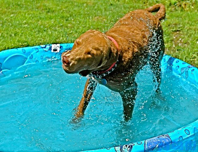 乞沙比克猎犬怎么洗澡