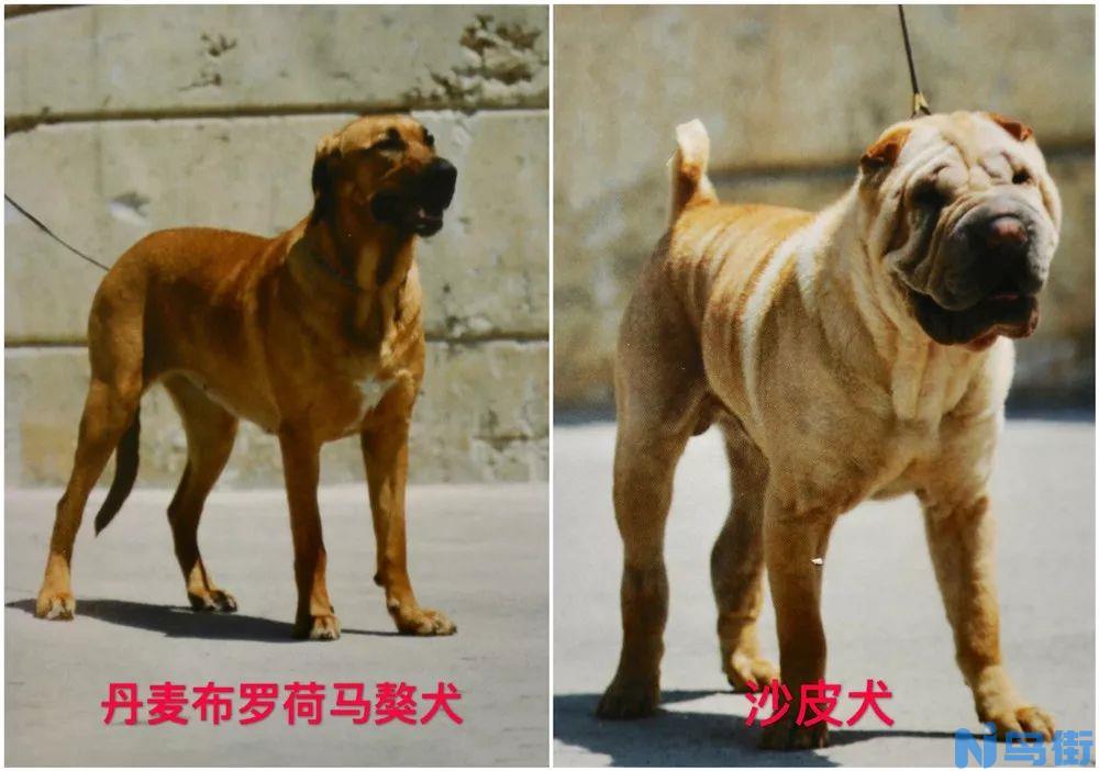 厦门烈性犬禁养名单及烈性犬具体包括哪些？