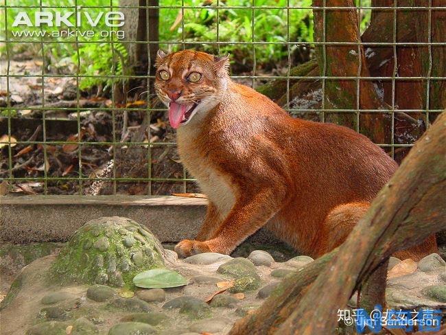 婆罗洲金猫好养吗?婆罗洲金猫特征_饮食习惯_习性图 