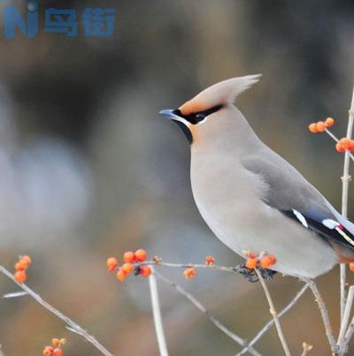 太平鸟怎么喂养比较好？太平鸟的喂养注意事项