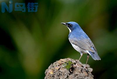 蓝歌鸲品种怎么样？蓝歌鸲品种的介绍百科