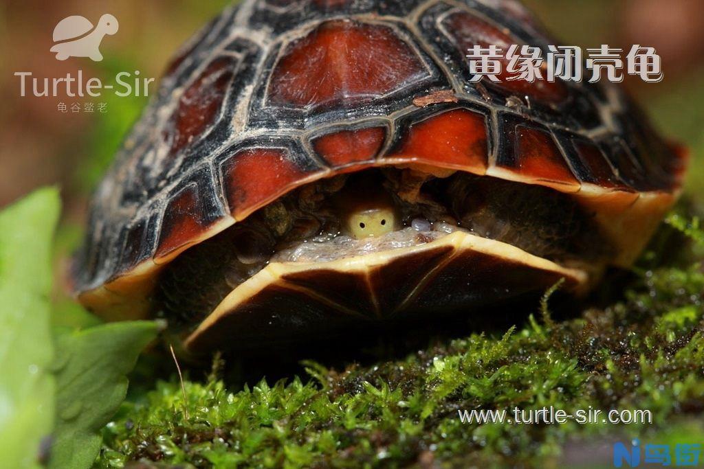 琉球黄缘闭壳龟特征_习性_饲养环境图 