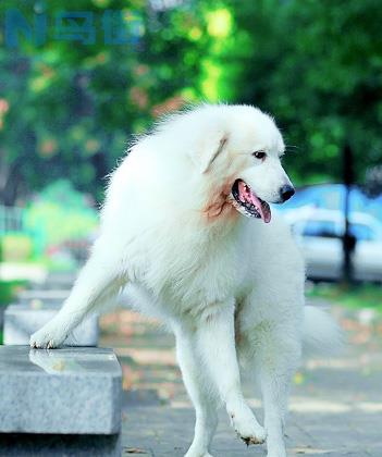 比利牛斯山犬有什么缺点？比利牛斯山犬的优点缺点大全！