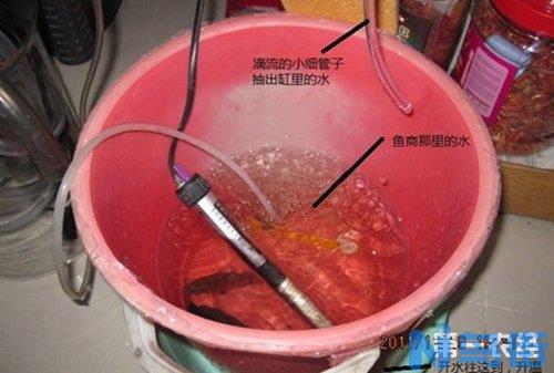 海水鱼买鱼过水入缸前检疫全过程详解