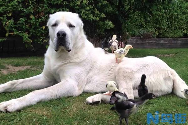 中亚牧羊犬的外形特征介绍