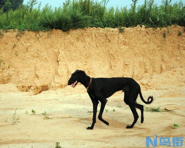 河北细犬的外形特征及多少钱一只？