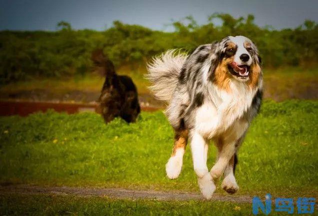 澳洲牧羊犬的外形特征