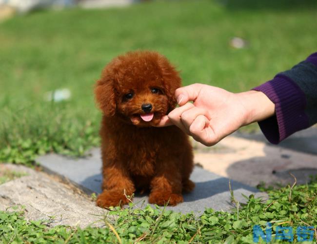 泰迪犬小编推荐详细的泰迪犬价格