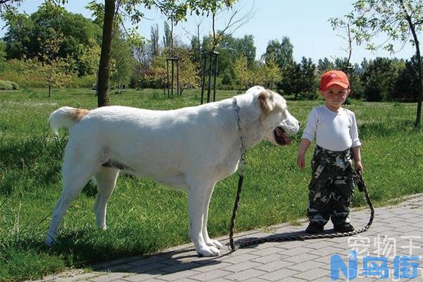 中亚牧羊犬的训练方法