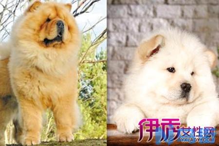 松狮感冒怎么办？治疗松狮犬感冒有妙招！